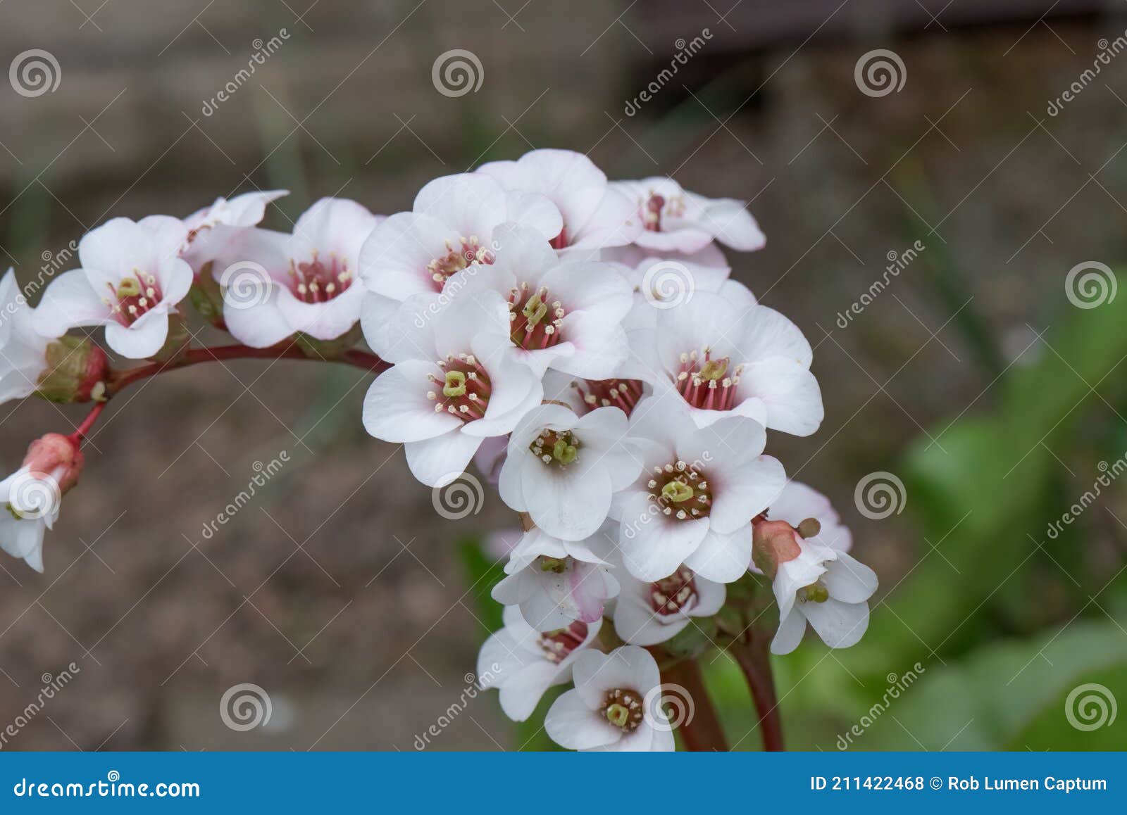 heart-leaf bergenia cordifolia alba, white inflorescence in close-up